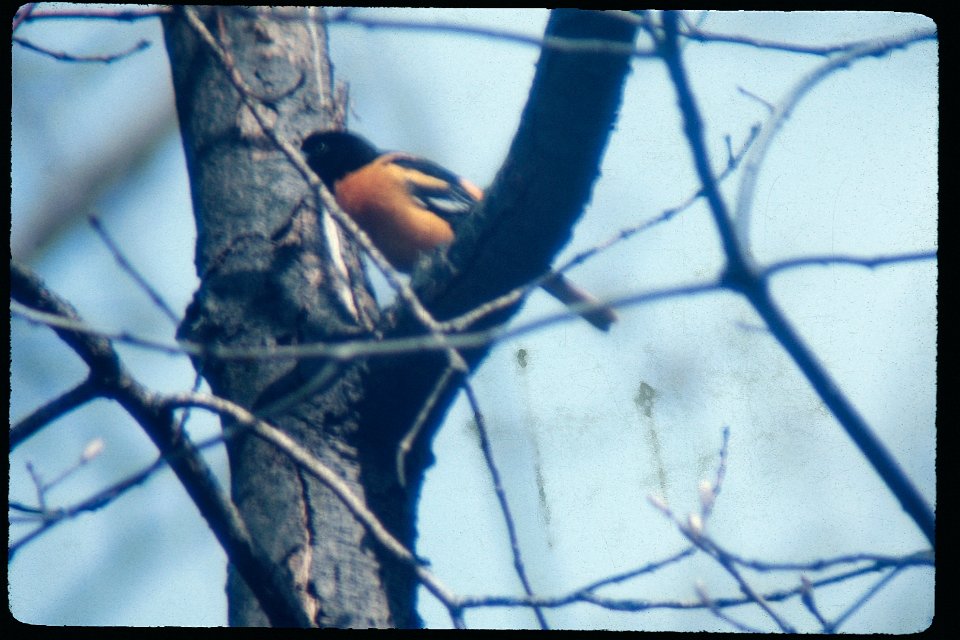 Baltimore Oriole 1975